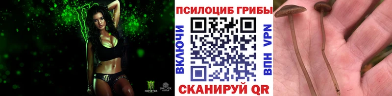 shop формула  kraken   Нововоронеж  Псилоцибиновые грибы прущие грибы 